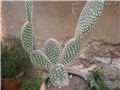 Opuntia microdasys v. albata